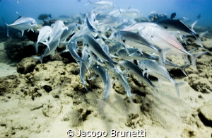 looking back. 
It's unusual to find a fish looking count... by Jacopo Brunetti 